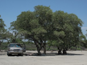 img_7547 These trees have probably seen more barrels than you and I can even dream of. They might have even seen Cortez back in the day...