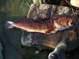 cc15 Fresh Salmon anyone?